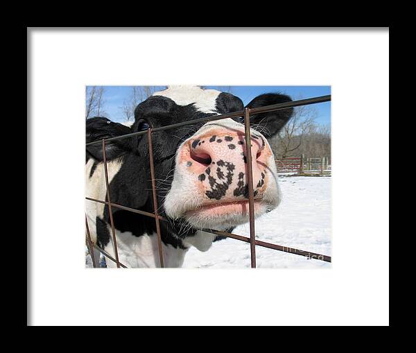 Cow Framed Print featuring the photograph Nosy by Ann Horn