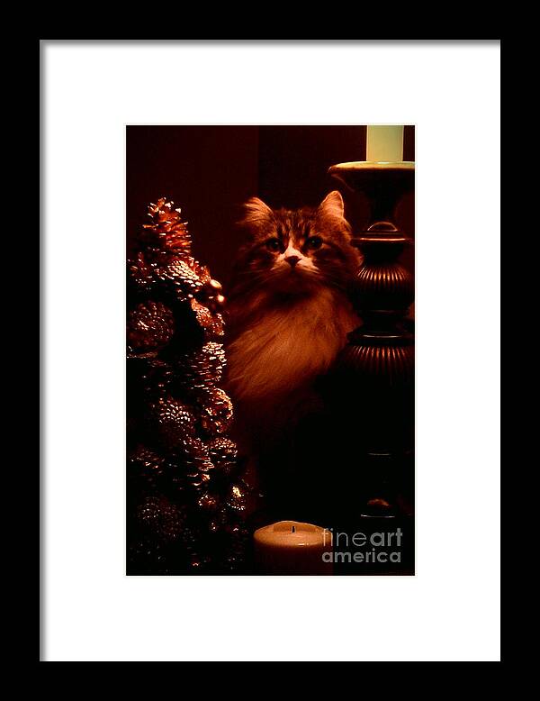 Cat Framed Print featuring the photograph Not A Creature Was Stirring... by Jacqueline McReynolds