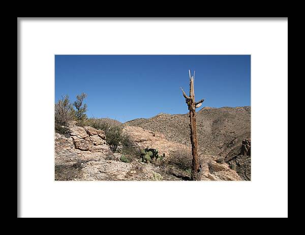 Arizona Framed Print featuring the photograph Not Giving Up Yet by David S Reynolds