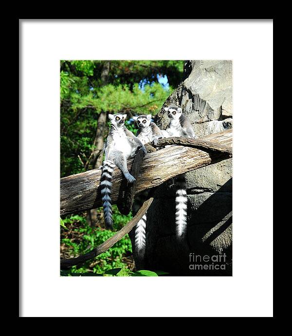 Not Polite To Stare Framed Print featuring the photograph Not Polite To Stare by Mel Steinhauer