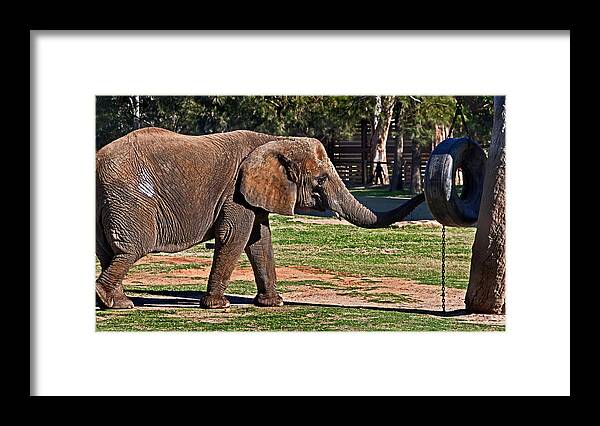#elephant Framed Print featuring the photograph Not snack there by Miroslava Jurcik