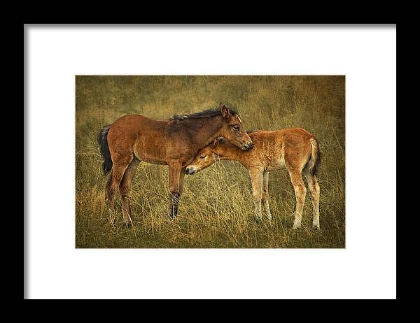 Horses Framed Print featuring the photograph Not So Wild Wild Horses by Priscilla Burgers