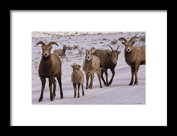 Rocky Mountain Bighorn Sheep Framed Print featuring the photograph Not Too Sheepish by Priscilla Burgers