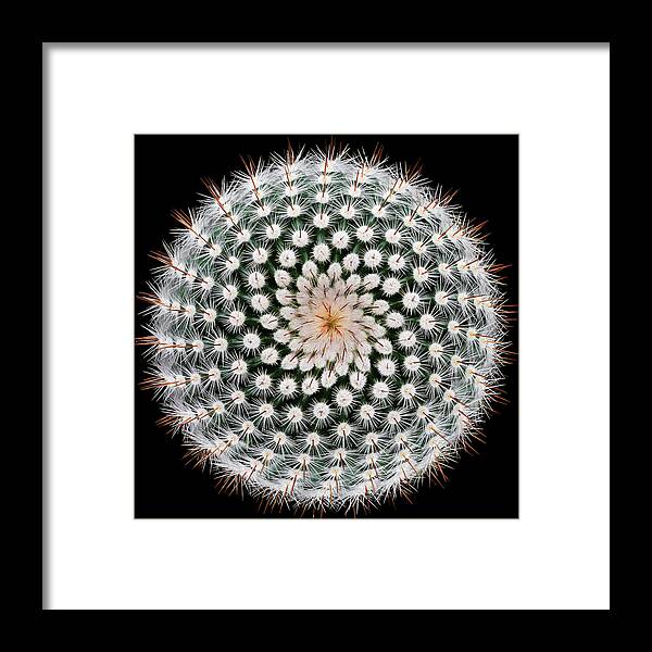 Notocactus Framed Print featuring the photograph Notocactus Scopa by Victor Mozqueda