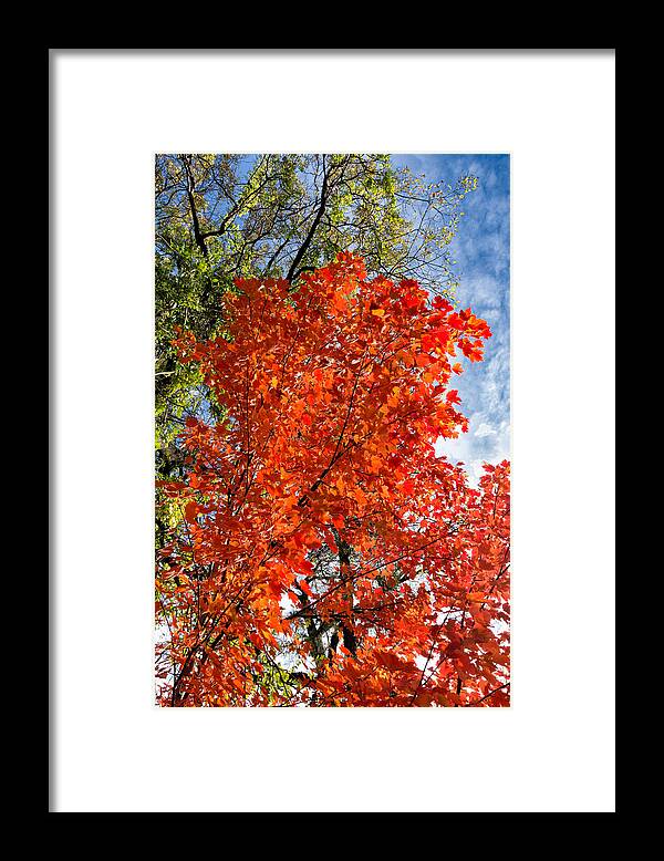 Fall Framed Print featuring the photograph November Maple by Kathleen Bishop