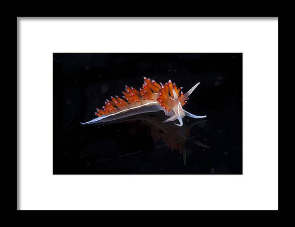 Blue Framed Print featuring the photograph Nudibranch by Sandra Edwards