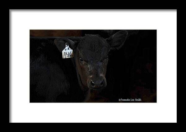 Calf Framed Print featuring the photograph Number 146 by Amanda Smith