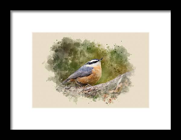 Nuthatch Framed Print featuring the mixed media Nuthatch Watercolor Art by Christina Rollo