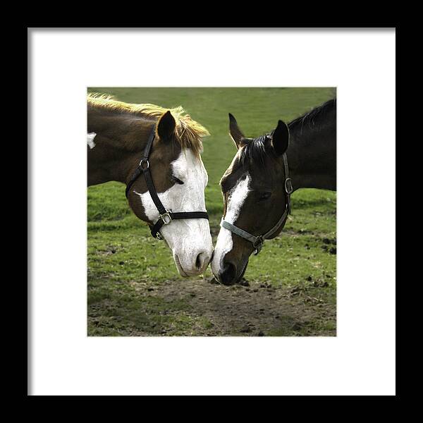 Curtis Framed Print featuring the photograph Nuzzle by Curtis Dale