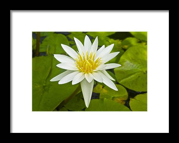 Nymphaeaceae Framed Print featuring the photograph Nymphaea Water Lily by Venetia Featherstone-Witty