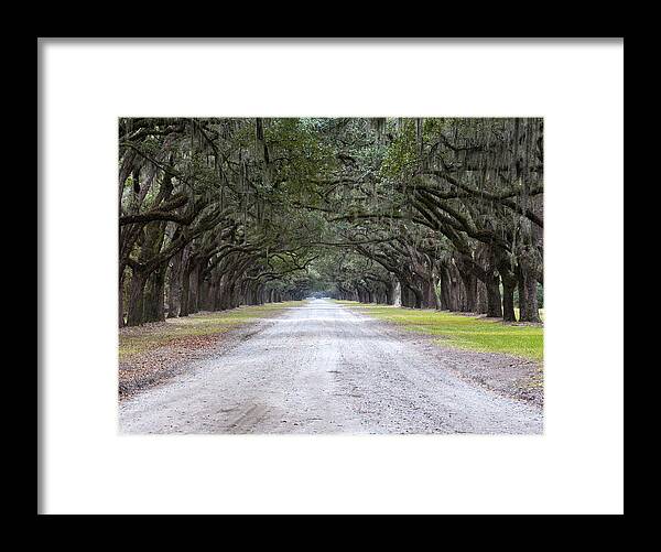 Scenery Framed Print featuring the photograph Oak Avenue by Kenneth Albin