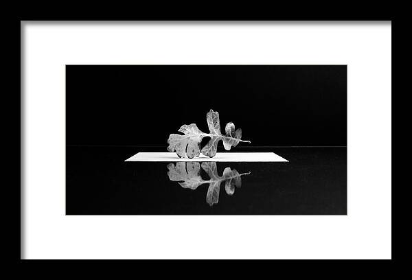 Floral Framed Print featuring the photograph Oak Leaf by Mary Lee Dereske