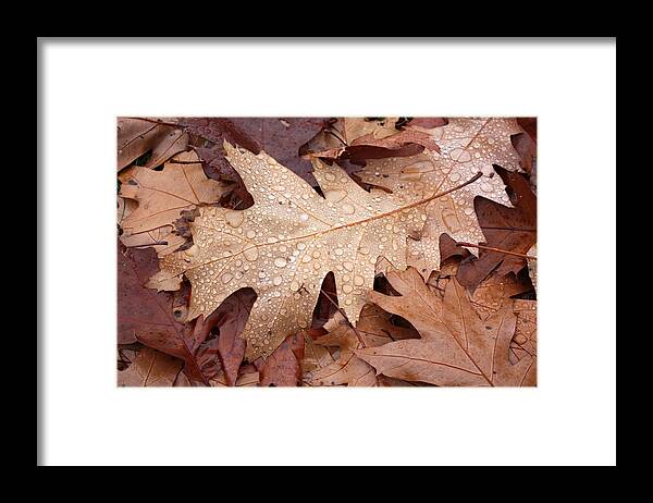 Nature Framed Print featuring the photograph Oak Leaves and Water Drops by Gerry Bates