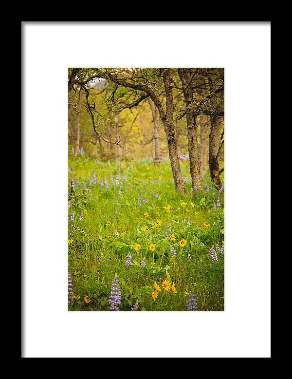 Columbia Gorge Framed Print featuring the photograph Oak Lupine and Balsam by Derrel Hewitt