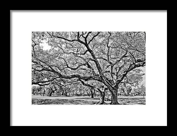 Trees Framed Print featuring the photograph Oak Trees by Chauncy Holmes