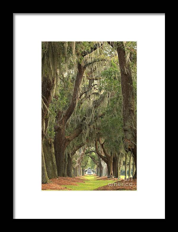 Avenue Of The Oaks Framed Print featuring the photograph Oaks Of Georgia by Adam Jewell