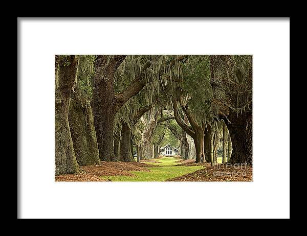 Avenue Of The Oaks Framed Print featuring the photograph Oaks Of The Golden Isles by Adam Jewell