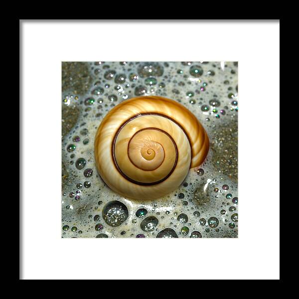 Shell Framed Print featuring the photograph Ocean Shell Spiral by Sandi OReilly