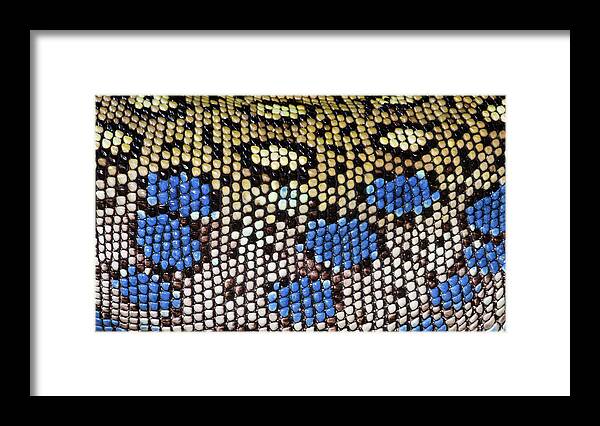 Reptile Framed Print featuring the photograph Ocellated Lizard Skin Pattern by Nigel Downer