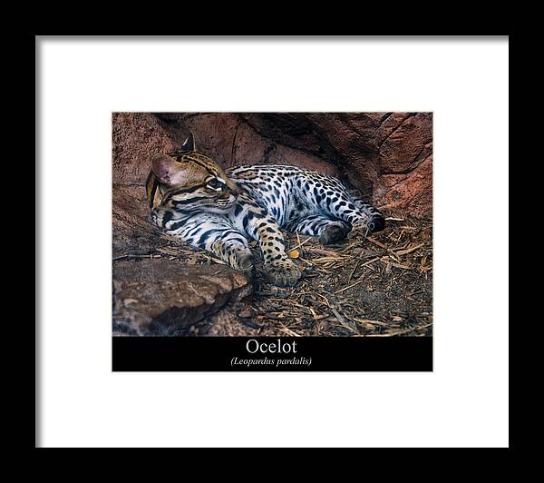 Class Room Posters Framed Print featuring the digital art Ocelot by Flees Photos