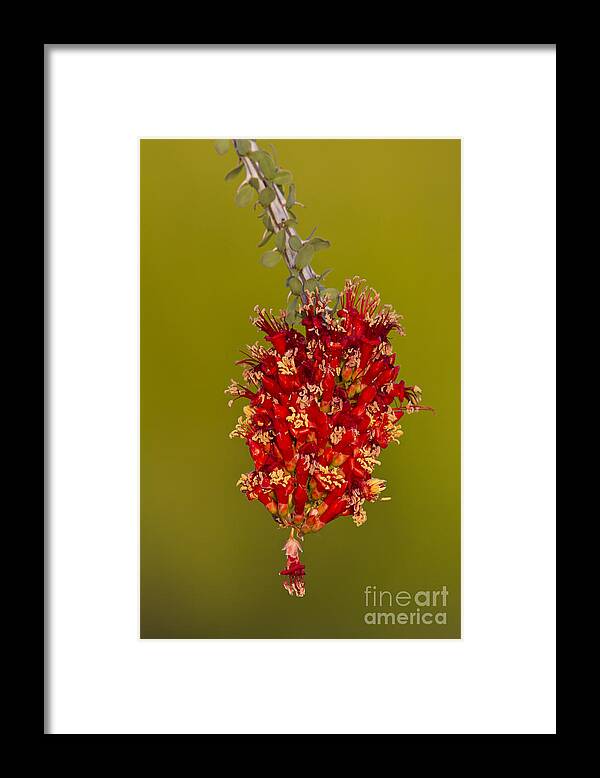 Plant Framed Print featuring the photograph Ocotillo flower by Bryan Keil