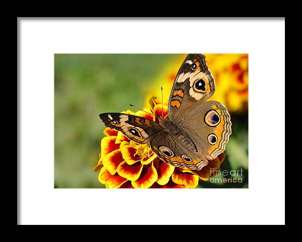 Nature Framed Print featuring the photograph October Garden by Nava Thompson