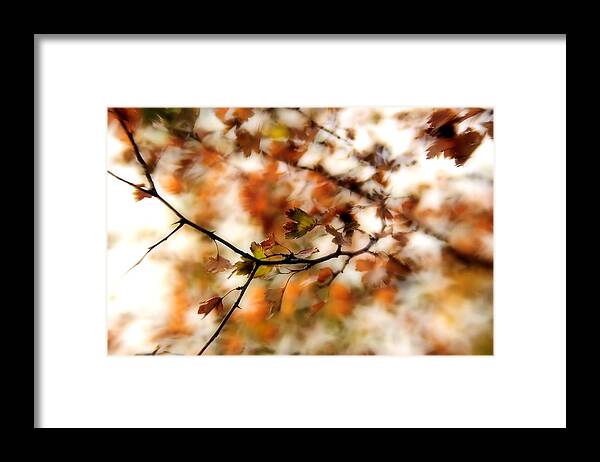 Autumn Framed Print featuring the photograph October by Reka Lendvai