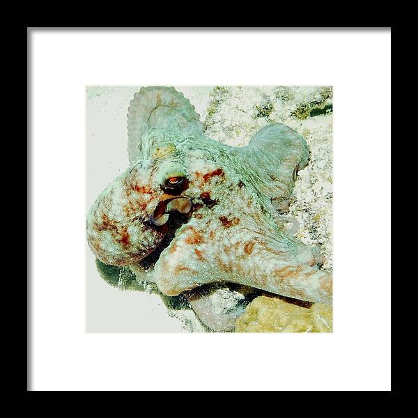 Nature Framed Print featuring the photograph Octopus on the Reef by Amy McDaniel