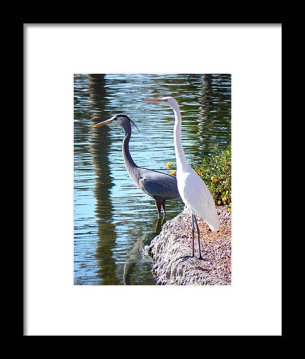 Heron Framed Print featuring the photograph Odd Couple by Deb Halloran