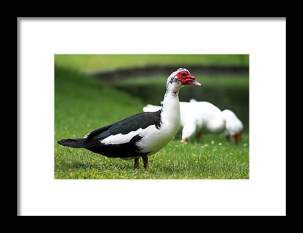 Muscovy Duck Framed Print featuring the photograph Odd Duck by Rona Black