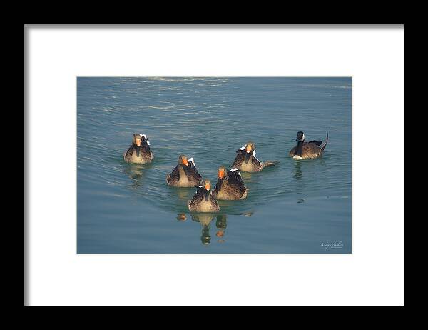 Odd Goose Out Framed Print featuring the photograph Odd Goose Out by Mary Machare