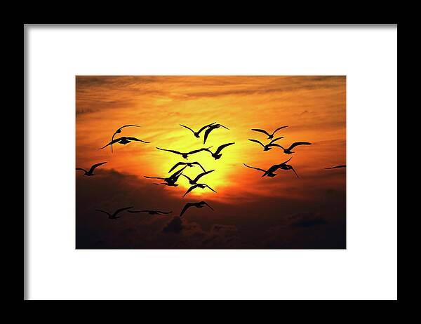 Animal Themes Framed Print featuring the photograph Ode To Birds by Work By Zach Dischner