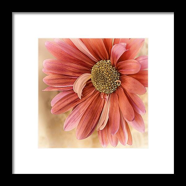 Floral Framed Print featuring the photograph Oh Happy Day by Darlene Kwiatkowski