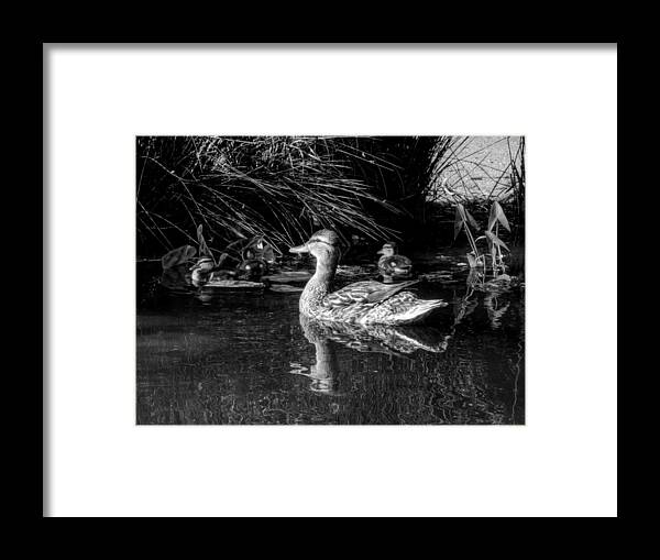 Duck Framed Print featuring the photograph OKC Ducks 002 by Lance Vaughn