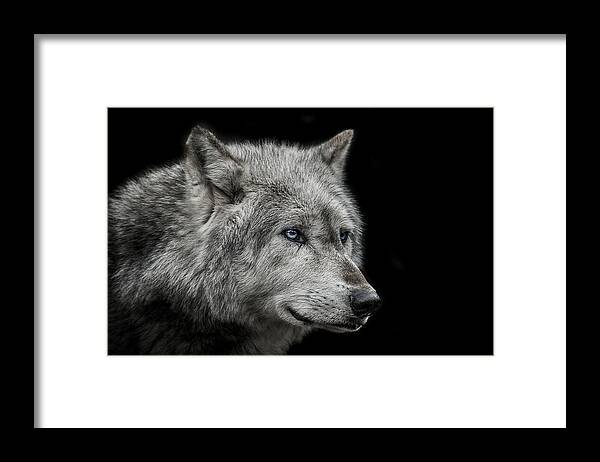 #faatoppicks Framed Print featuring the photograph Old blue eyes by Paul Neville