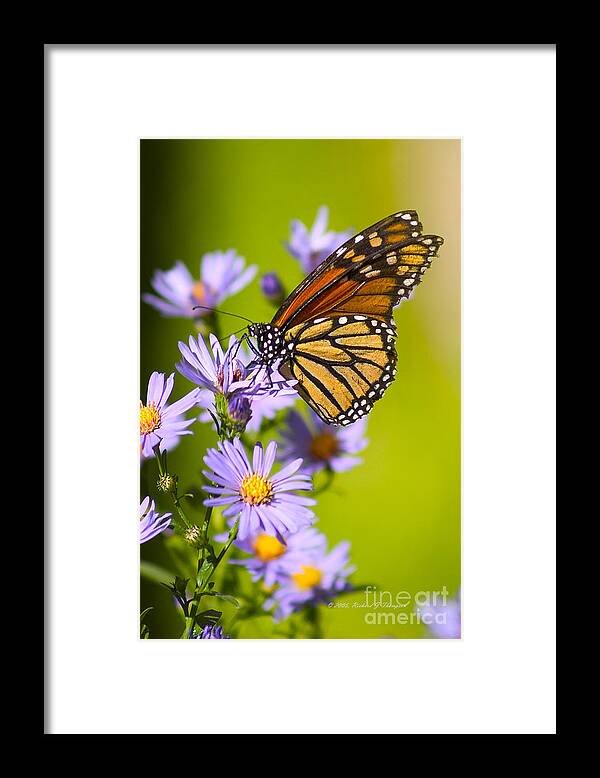 Butterfly Framed Print featuring the photograph Old Butterfly On Aster Flower by Richard J Thompson