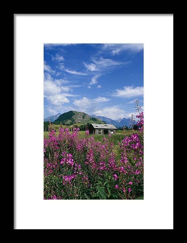 Home Framed Print featuring the photograph Old Cabin W Fireweed Summer Sc Ak by John Warden