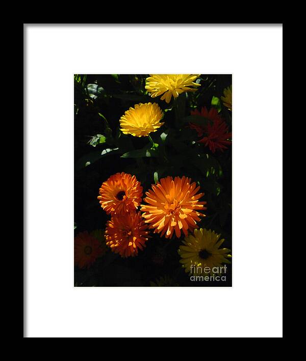 Old-fashioned Marigolds Framed Print featuring the photograph Old-Fashioned Marigolds by Martin Howard