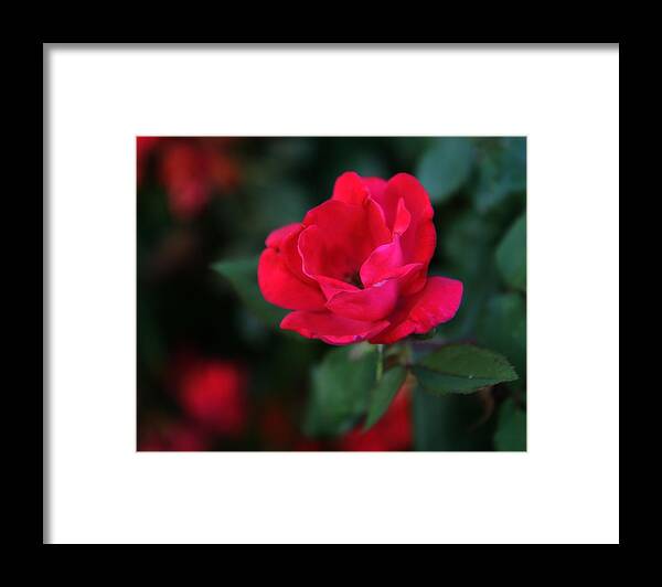 Rose Framed Print featuring the photograph Old Fashioned Rose by Denise Beverly