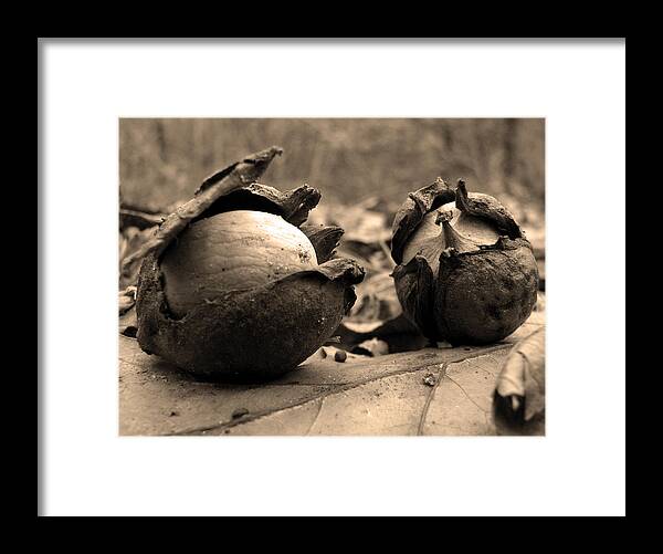 Acorns Framed Print featuring the photograph Old Friends by Gary Blackman