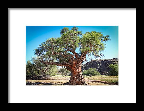 Namibia Framed Print featuring the photograph Old Gnarled Tree by Gregory Daley MPSA
