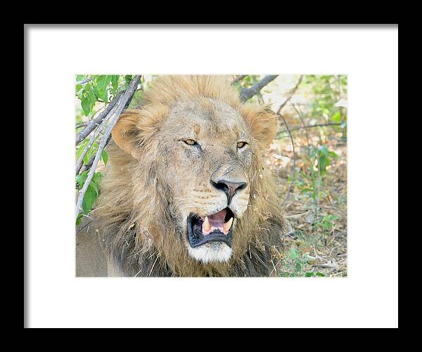 Botswana Framed Print featuring the photograph A Lion Talks by Tom Wurl