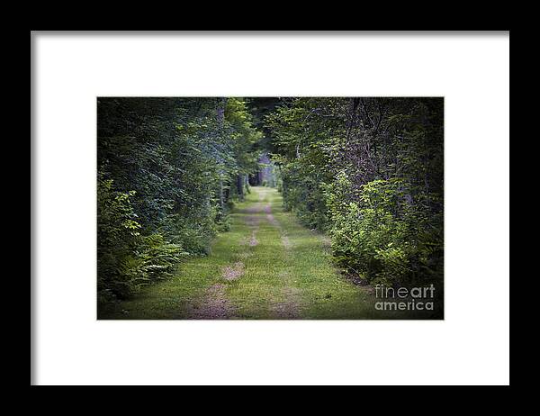 Old Framed Print featuring the photograph Old road through forest by Elena Elisseeva