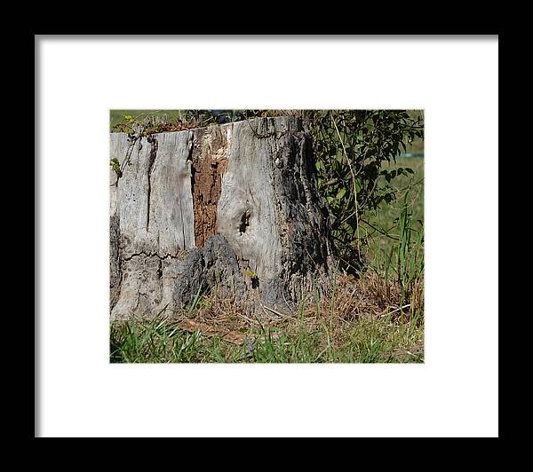 Stump Framed Print featuring the photograph Old Tree by Maggy Marsh