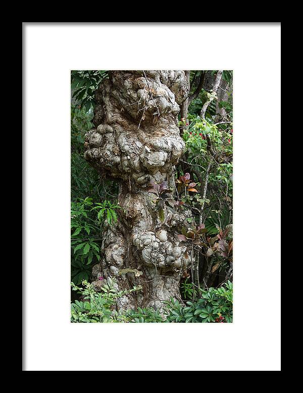Old Tree Framed Print featuring the photograph Old Tree by Rafael Salazar