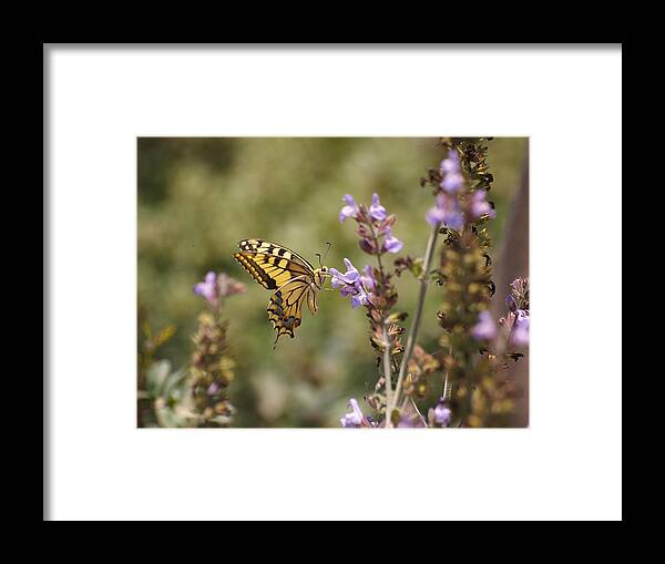 Papilio Machaon Framed Print featuring the photograph Old World Swallowtail by Meir Ezrachi