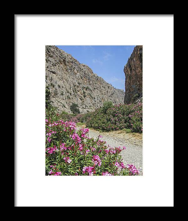 Agiofarago Framed Print featuring the photograph Oleander in Cretan canyon by Patricia Hofmeester