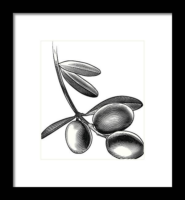 White Background Framed Print featuring the drawing Olive Branch by GeorgePeters