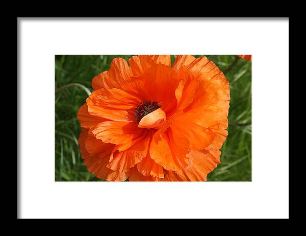 Poppy Framed Print featuring the photograph Olympia Orange Poppy by Christiane Schulze Art And Photography