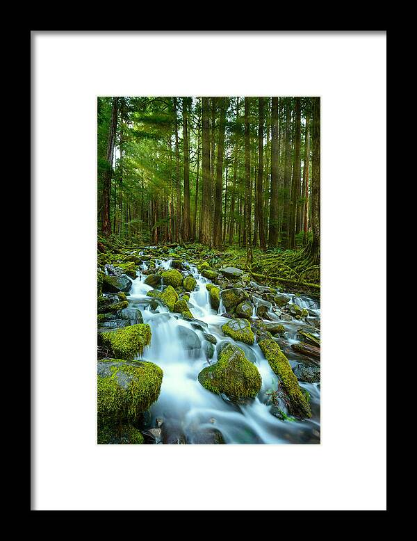 Sol Duc Framed Print featuring the photograph Olympic Green by Dan Mihai